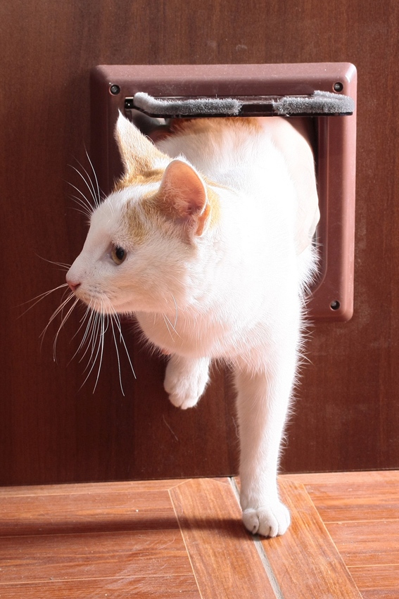 door_for_cat2